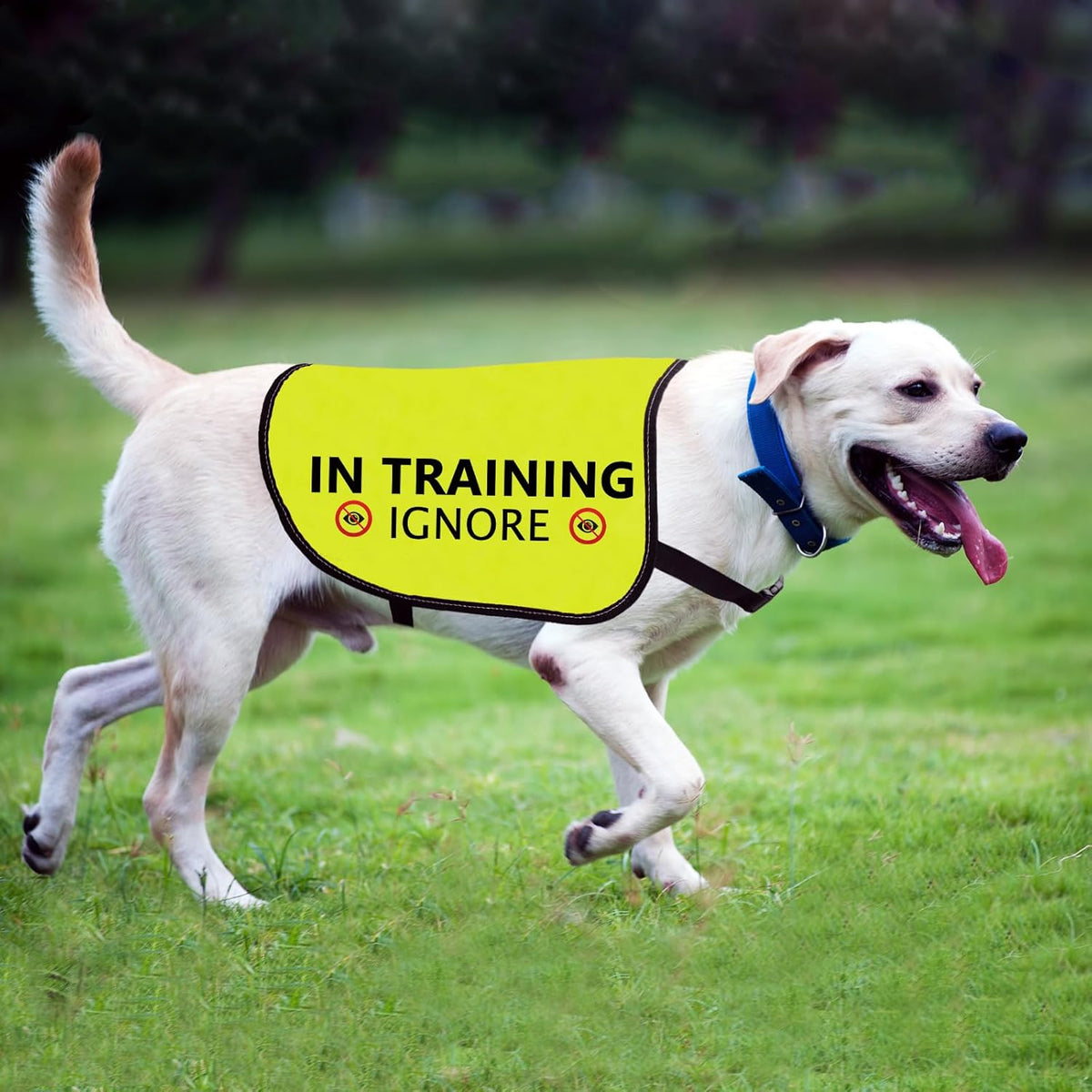 Training Ignore Dog Jacket - Slogan Warning Vest for Dog Walking (Large)