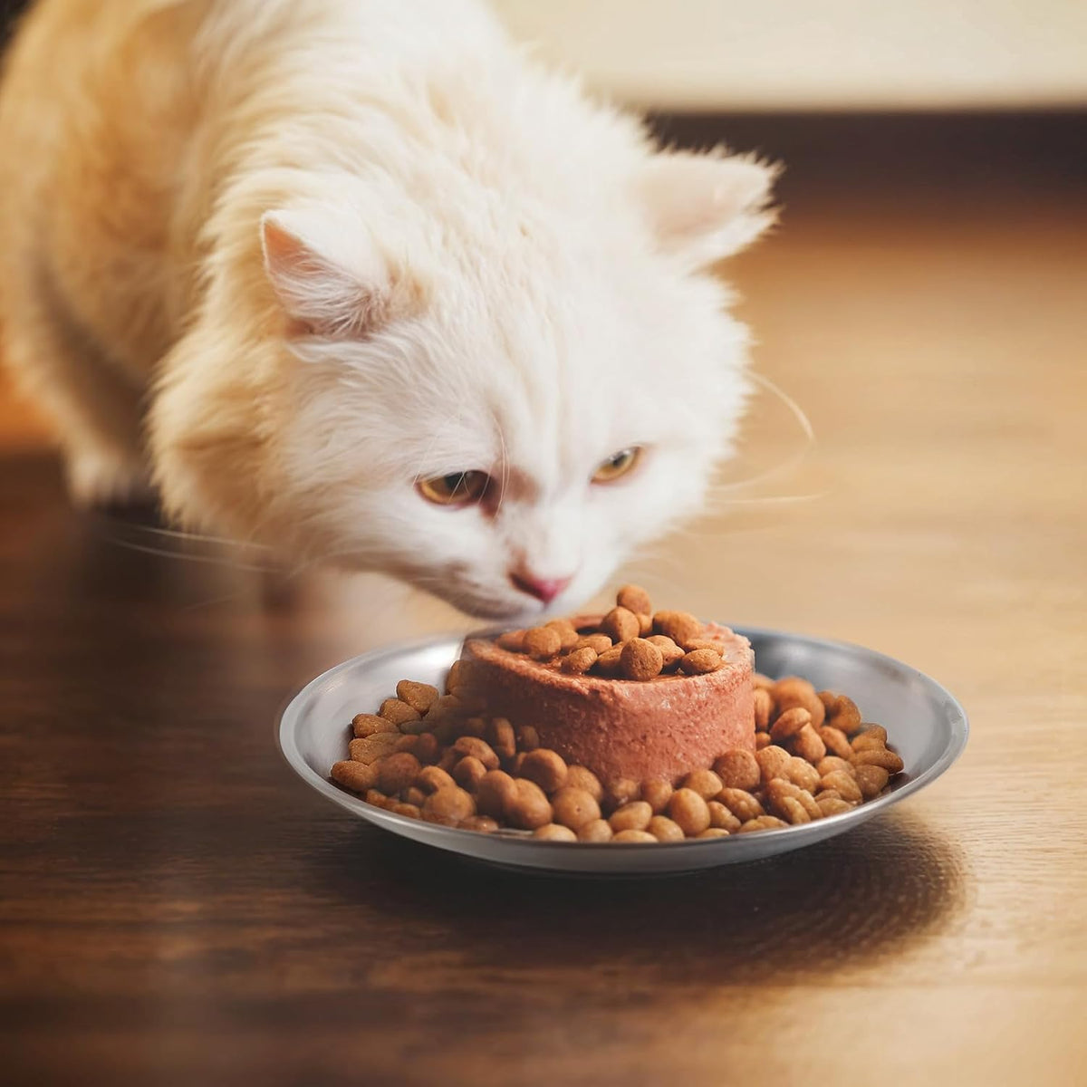 2 Packs Cat Food Bowl Wet Dry Food Water Dish Shallow Feeding