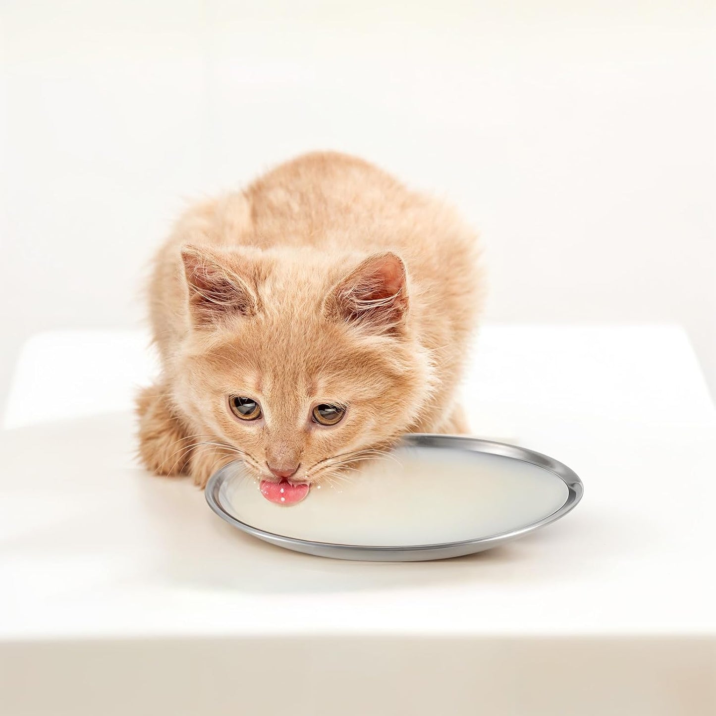 2 Packs Cat Food Bowl Wet Dry Food Water Dish Shallow Feeding