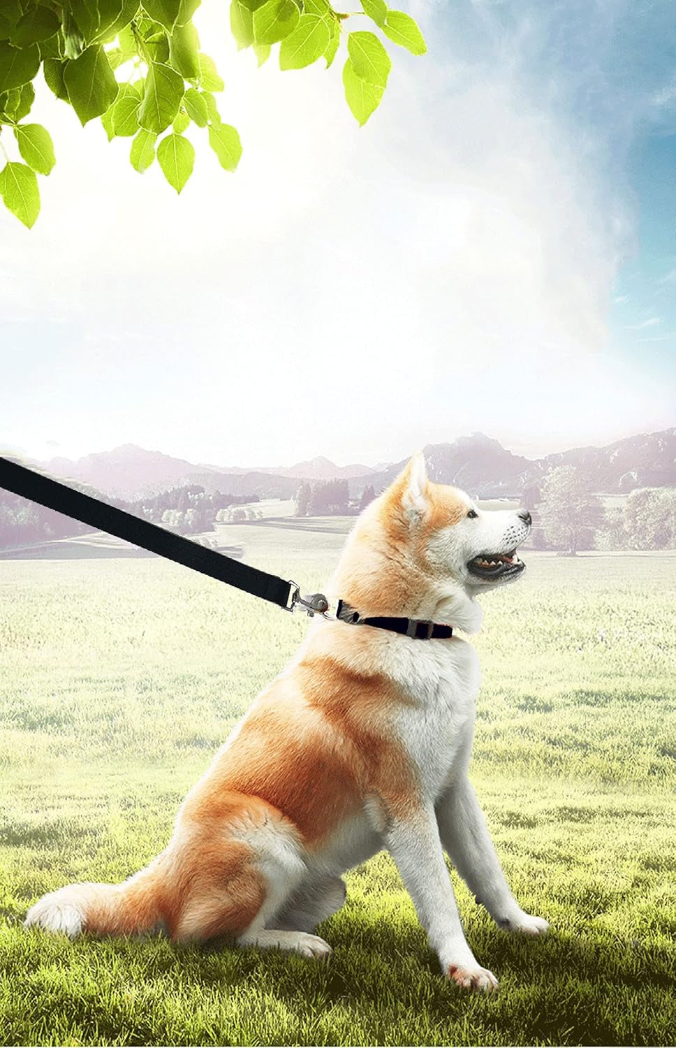 15Ft 20Ft 30Ft 40Ft 50Ft Long Dog/Puppy Lead Obedience Recall Training Dog Leashes for Small Medium Dogs Camping, Training, Play, or Backyard (50 FT, Black)