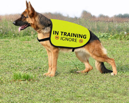 Training Ignore Dog Jacket - Slogan Warning Vest for Dog Walking (Large)