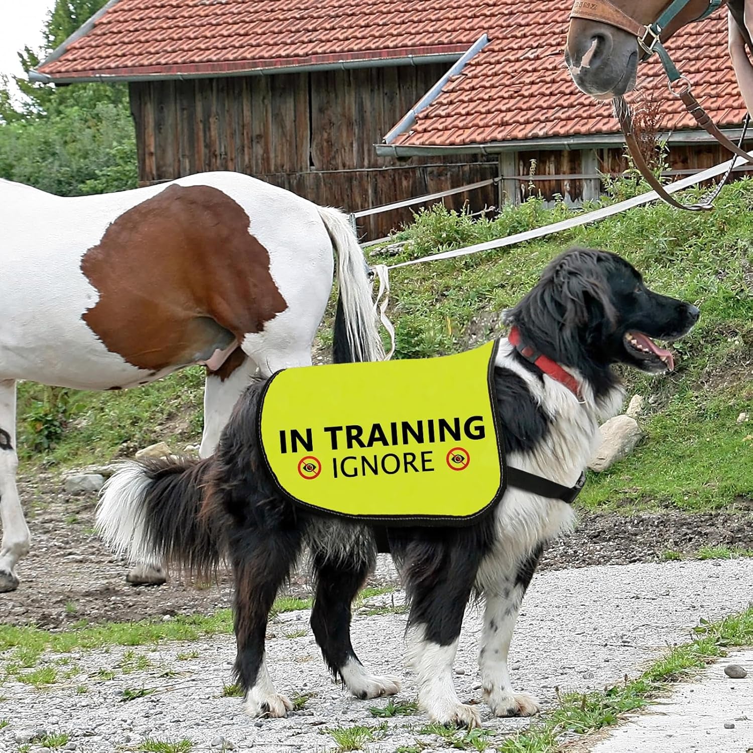Training Ignore Dog Jacket - Slogan Warning Vest for Dog Walking (Large)