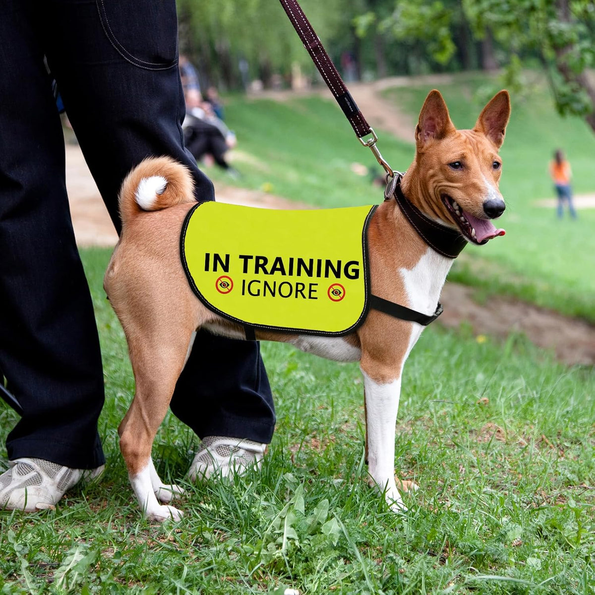 Training Ignore Dog Jacket - Slogan Warning Vest for Dog Walking (Large)