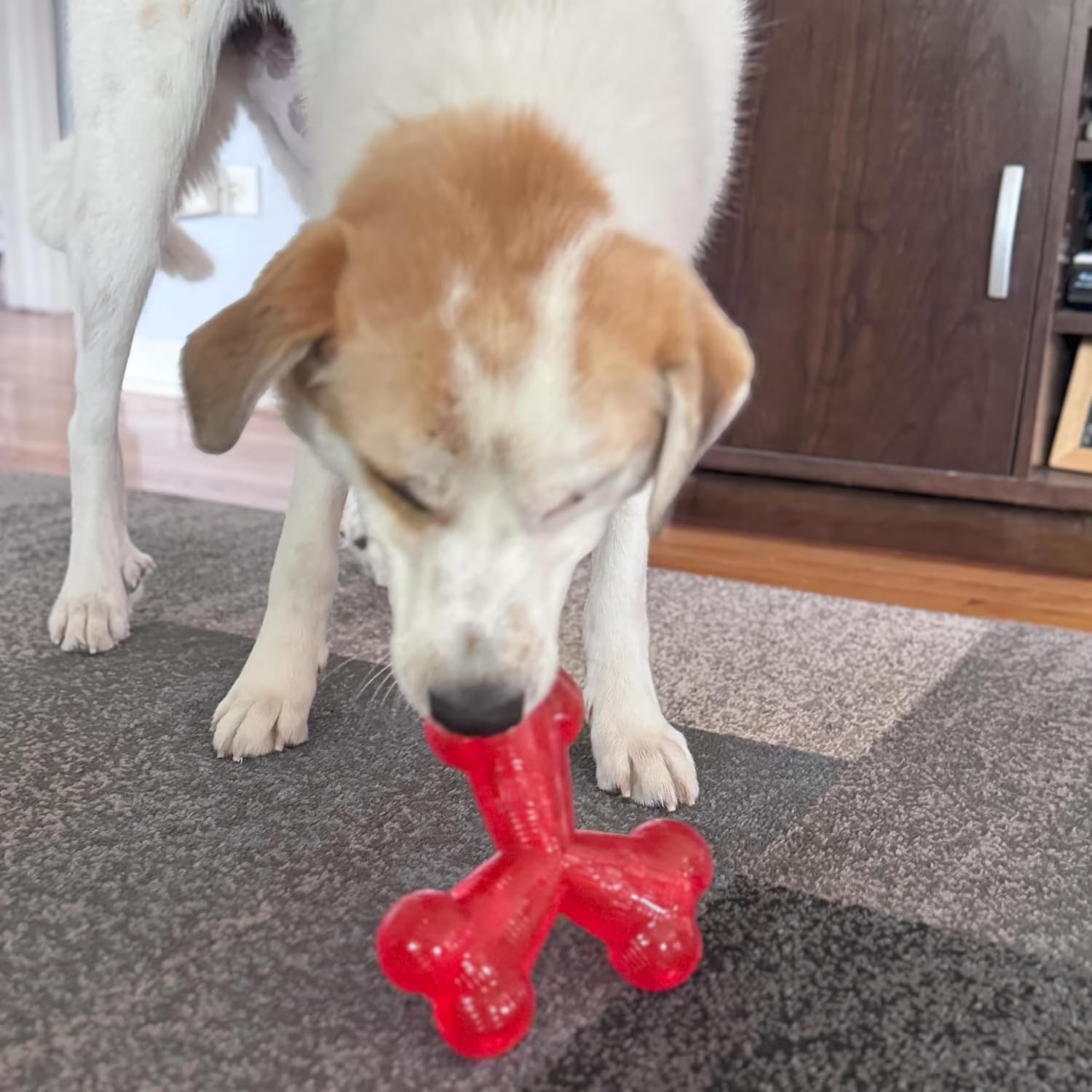 Play Strong Trident Bone Rubber Dog Toy, Y Shape, Long Lasting Dog Chew for Aggressive Chewers, Hollow Center to Hide Treats, 6"
